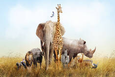 animal